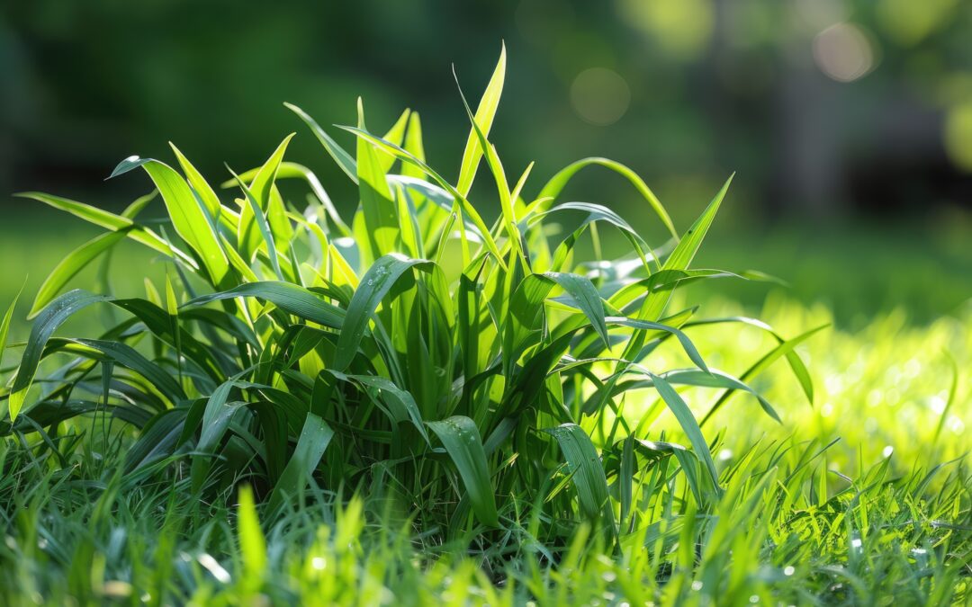 How to Get Rid of Crabgrass for Good