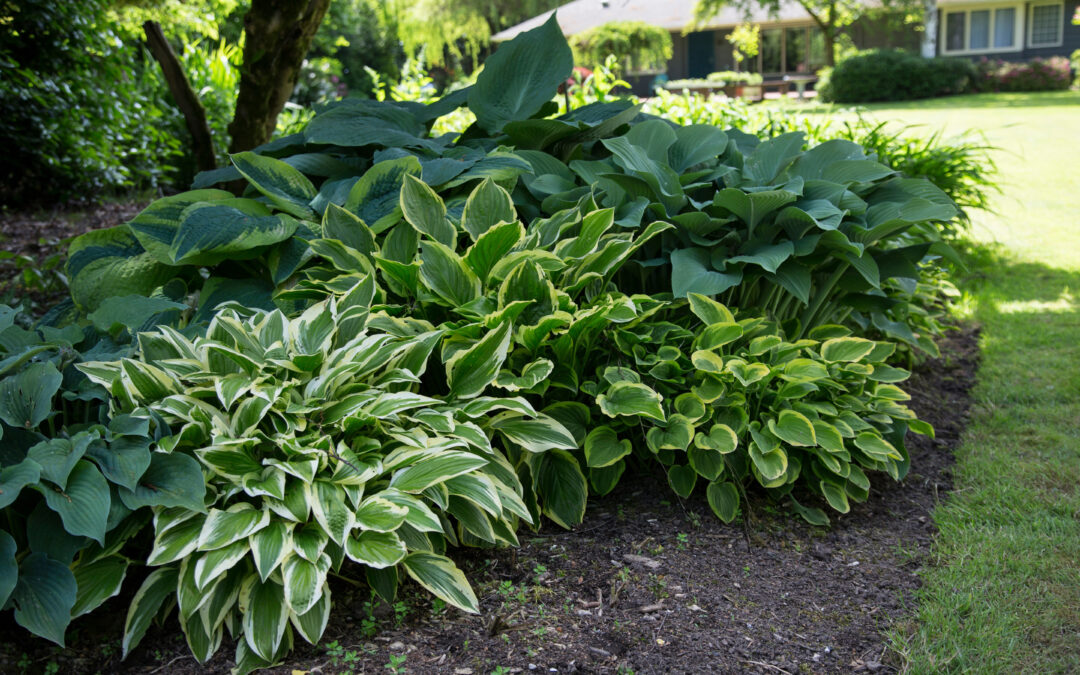 What You Can Grow In Shady Spaces